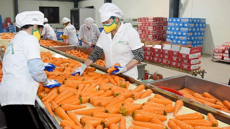 Export Food 2